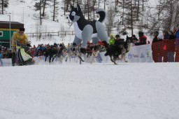 На Камчатке стартовала гонка на собачьих упряжках «Берингия-2017»